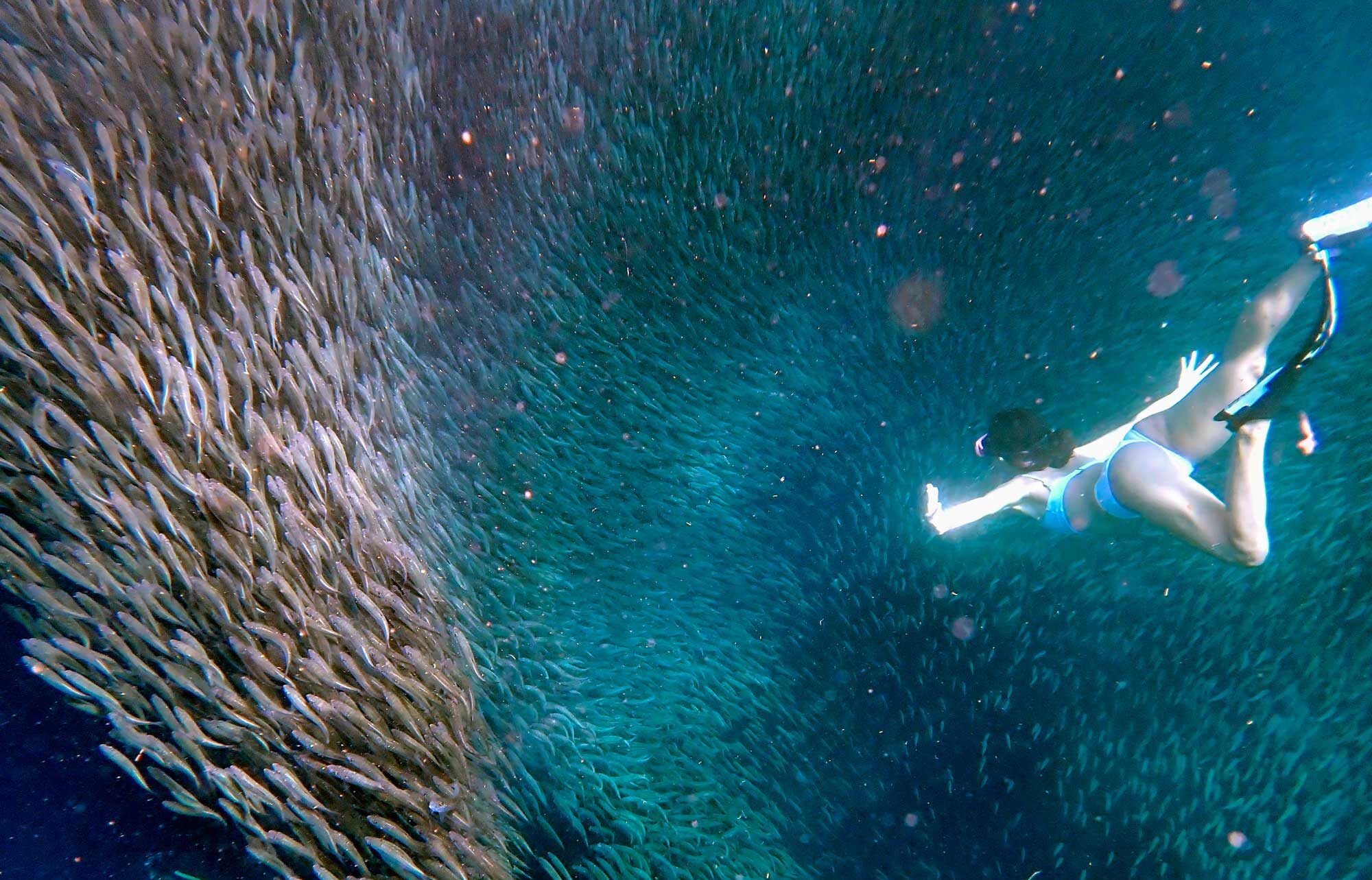 モアルボアルのイワシの大群