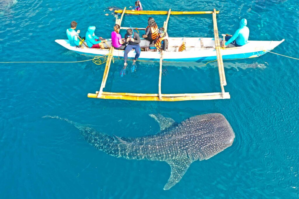 オスロブのジンベイザメと小船のドローン撮影