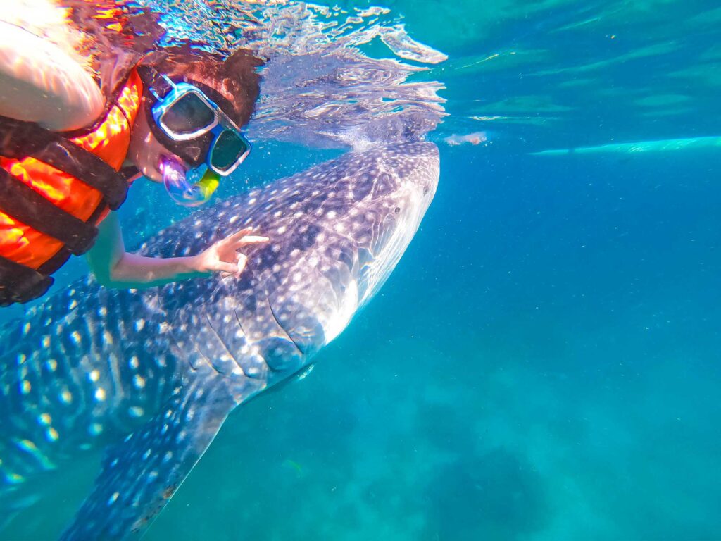 ジンベイザメと2ショット