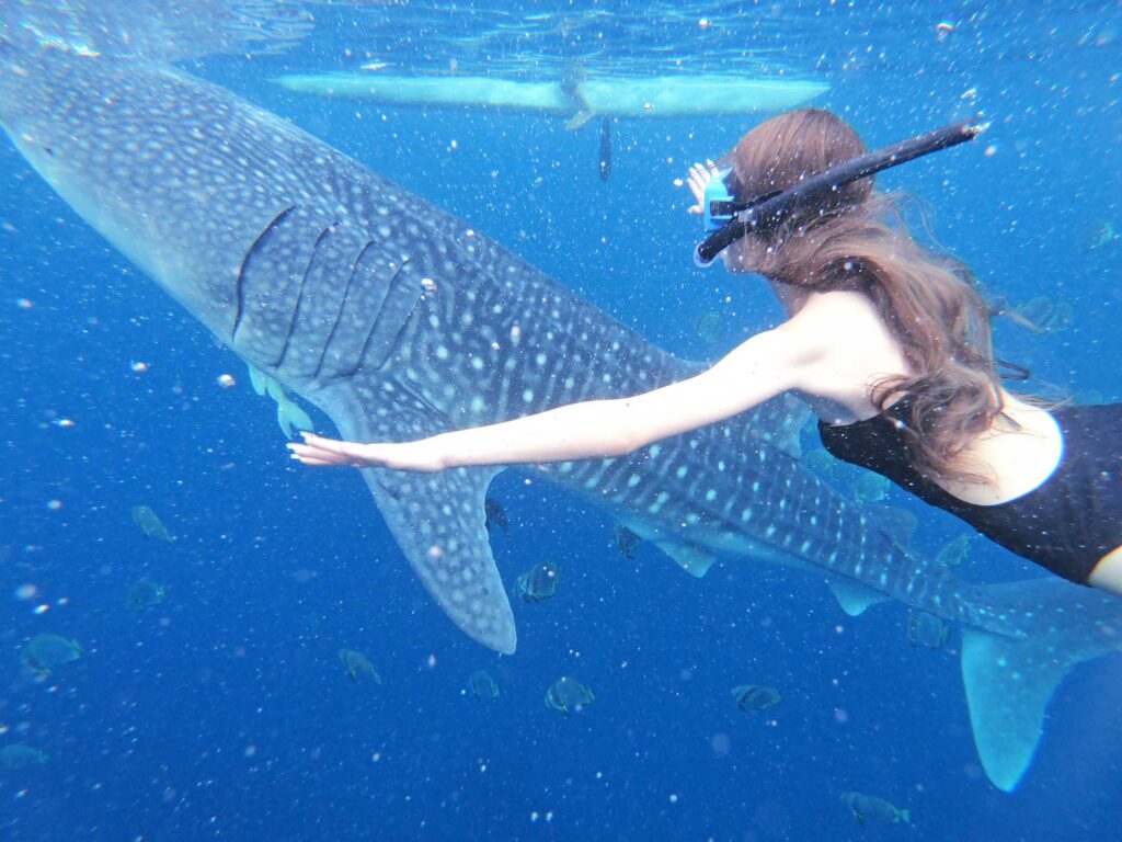 オスロブのジンベイザメと泳ぐ女性