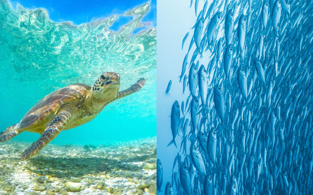 モアルボアルツアー