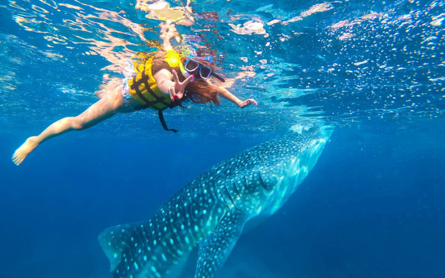 ジンベイザメシュノーケリング