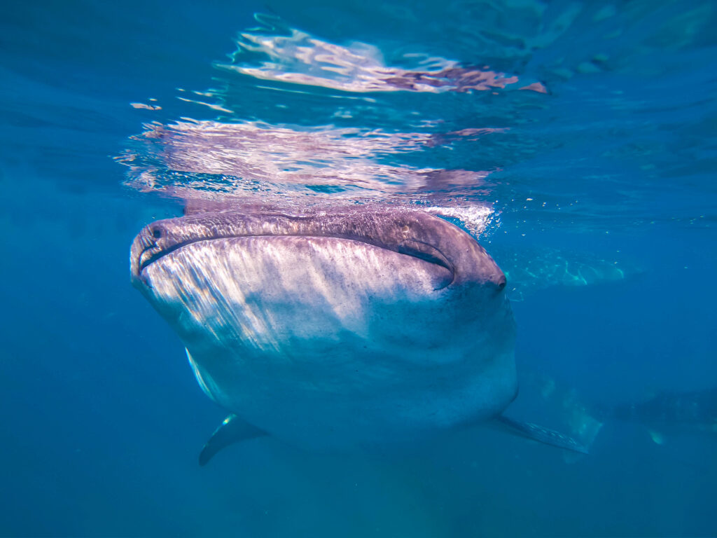 オスロブのジンベイザメ真正面