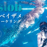 タナセブ用ジンベイザメ記事のアイキャッチ