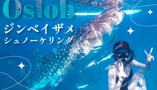 セブ島でジンベイザメと泳ぐための完全ガイド【2025年最新版】